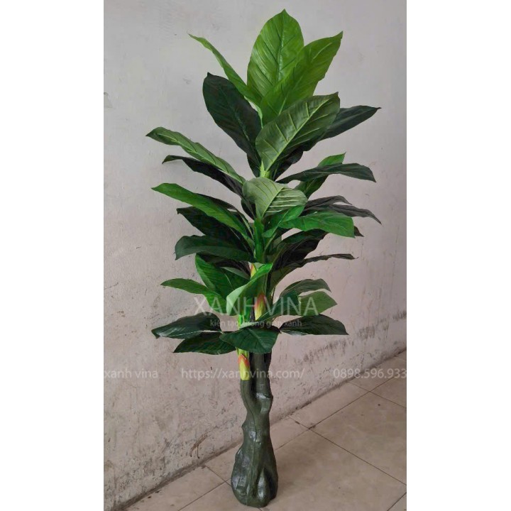 cây vạn niên thanh giả 180cm lá đốm xanh